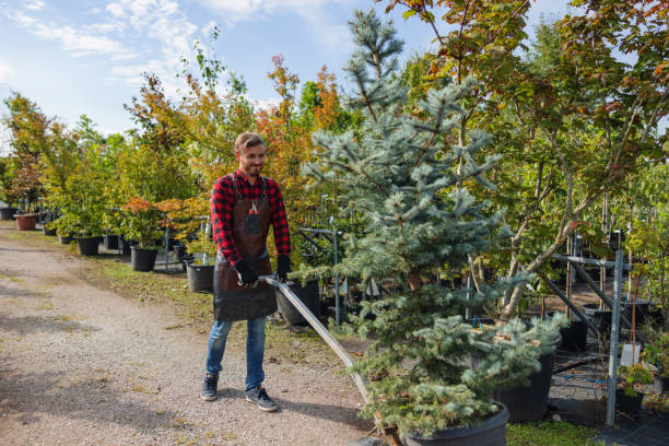 Best Dead Tree Removal  in Adamsville, AL